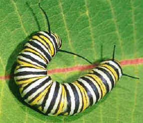 oruga