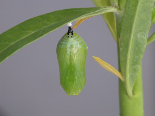 pupa
