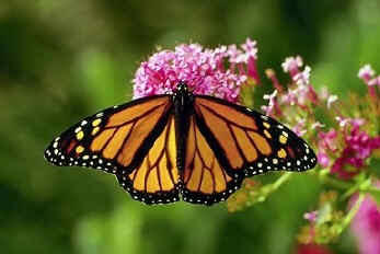una mariposa monarca en algodoncillo