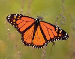 la mariposa monarca
