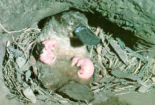 platypus