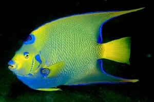 Algunos peces son hermosos...