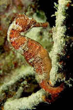 El caballito de mar