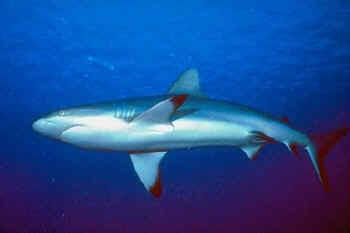 Los esqueletos de los tiburones.