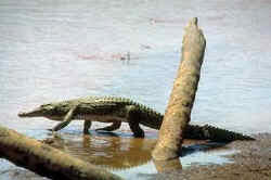 Crocodile