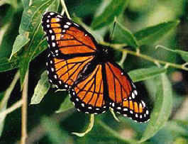 mariposa Virrey