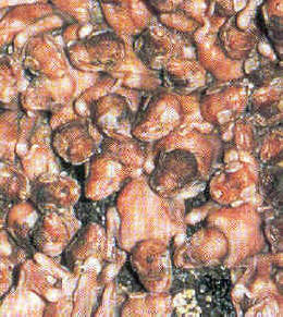 Bebés de murciélago