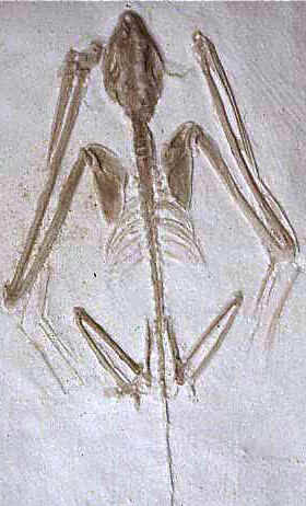 Ancestros prehistóricos
