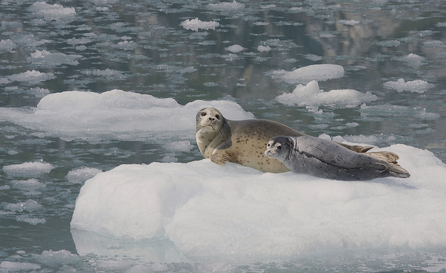 Los osos polares se alimentan principalmente de focas