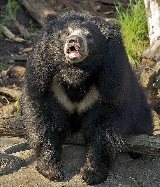 Oso perezoso