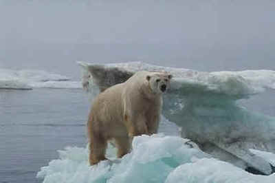 oso polar