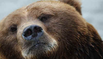 Sentido de oso