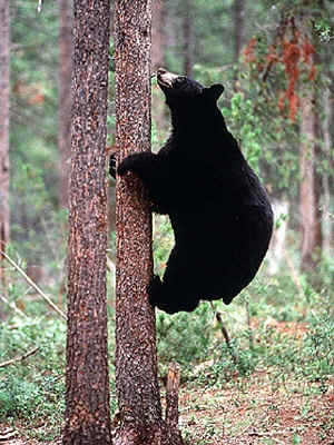 Pies de oso
