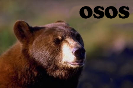 Osos