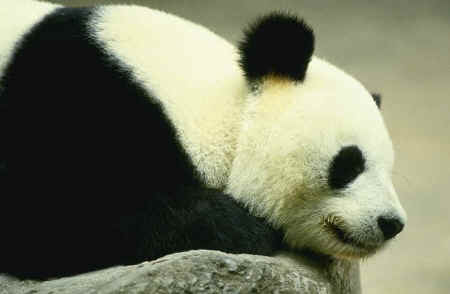 El panda gigante en China se considera un “tesoro nacional”