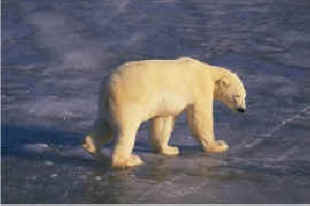 Oso polar
