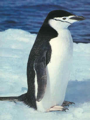 Pingüino de barbijo