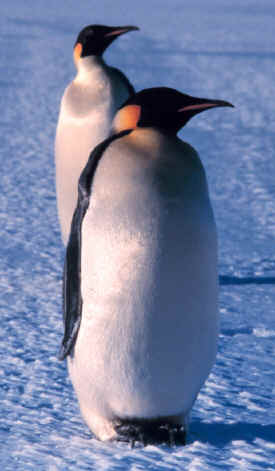 Pingüino emperador
