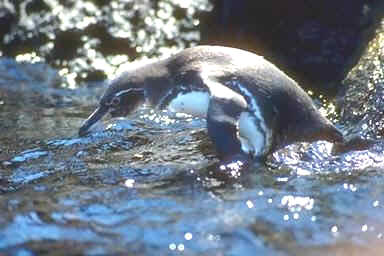Galapagos Penguin