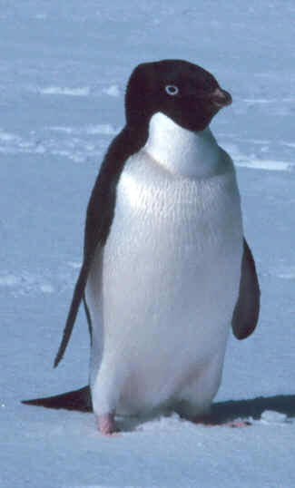 Pingüino Adelie