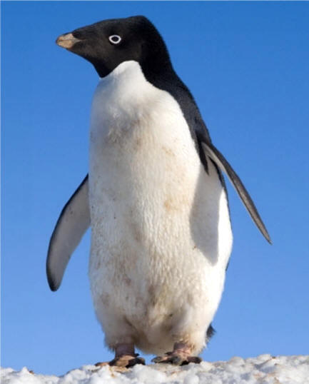 Pingüino Adelie