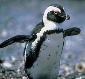 Pingüinos