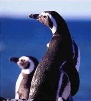 Los pingüinos son aves