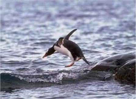 Pingüinos aéreos