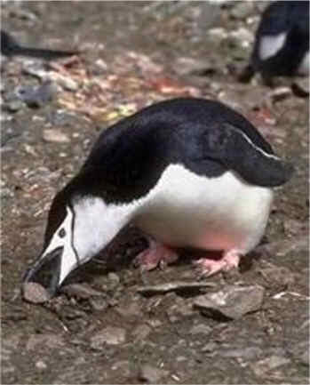 Los pingüinos no saltan, ¡REBOTAN!