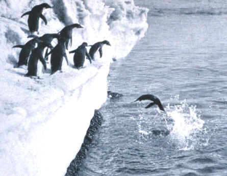 Depredadores de pingüinos