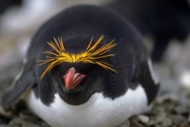 Pingüino Macarrón o de penacho anaranjado