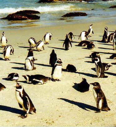 Pingüino de Magallanes