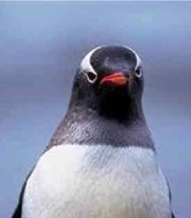 Pingüino papúa