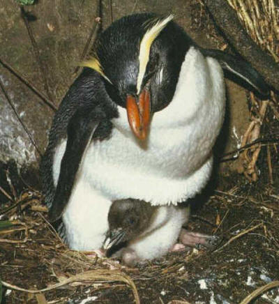 Pingüino de penacho amarillo