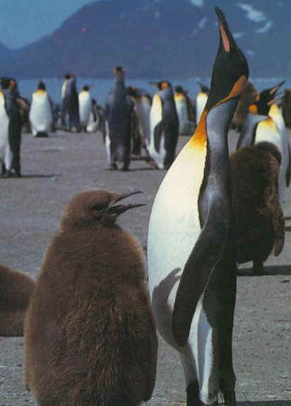 Pingüino rey
