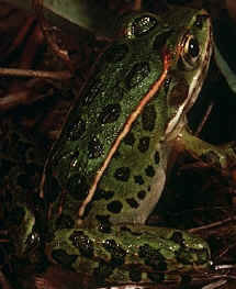 rana
