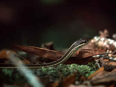 Culebras rayadas