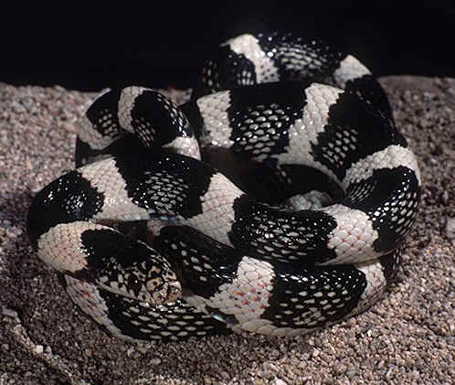 Cuerpo de serpiente