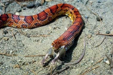 Una serpiente comiendo una rata. 