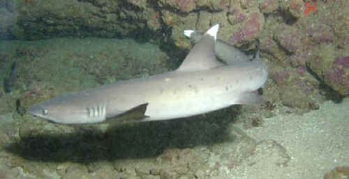Tiburones de arrecife de punta blanca