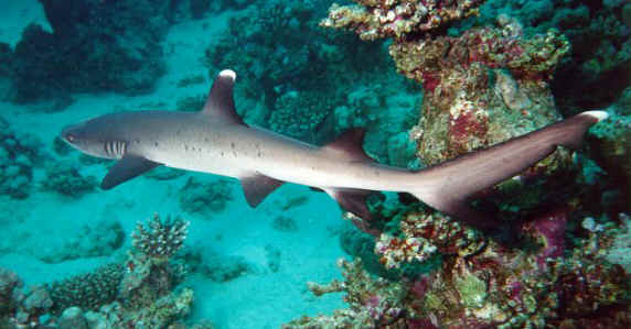 Tiburones de arrecife de puntas blancas