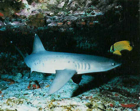 Tiburones de arrecife de puntas blancas