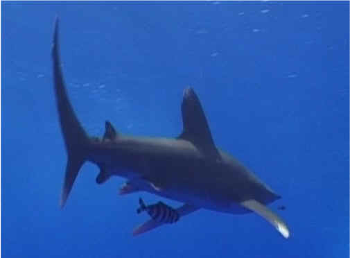 Tiburones de arrecife de puntas blancas
