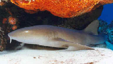 Tiburones enfermero