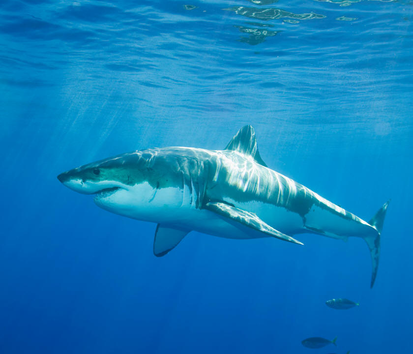 Gran tiburón blanco