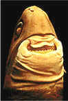 TIBURÓN TOLLO CIGARRO