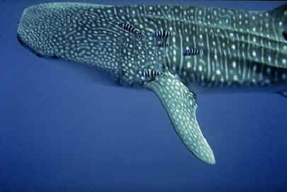 IBURÓN BALLENA