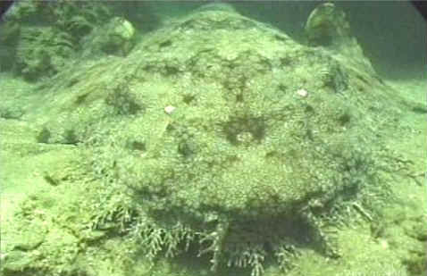 TIBURÓN ALFOMBRA