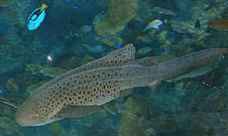 TIBURÓN CEBRA
