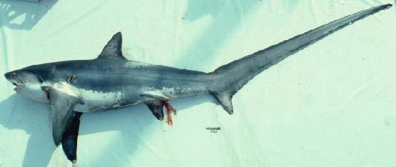 TIBURÓN AZOTADOR foto: NOAA